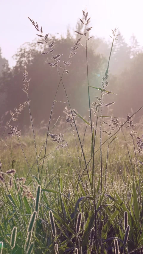 Backlit meadow grasses with dew sparkling in warm pastel sunrise glow, vertical  Stock Footage 341882319