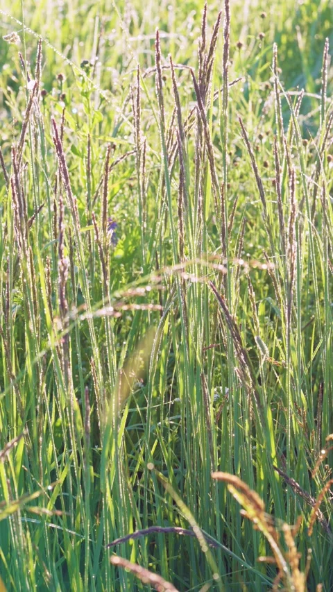 Backlit meadow grasses with dewy seedheads glowing in warm sunlight and soft mor Stock Footage 341882986