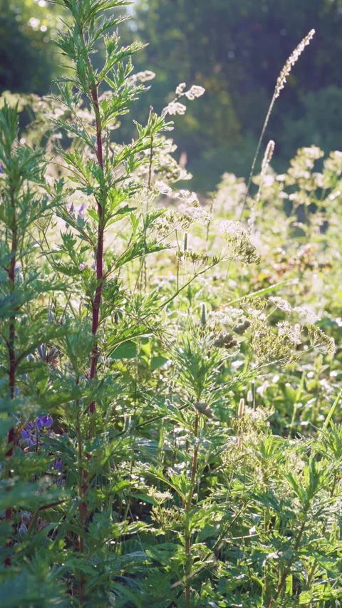 Backlit meadow plants swaying in gentle breeze with rimlight and dewy highlights Stock Footage 341884649