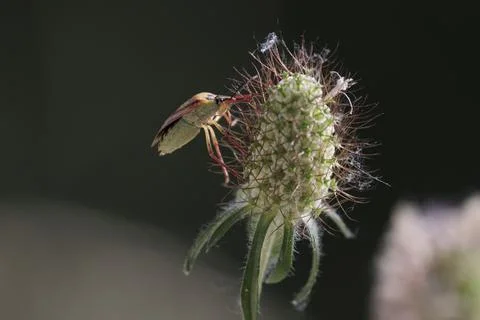 Backlit Mediterranean Shield Bug on a Wild Inflorescence Foto stock