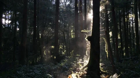 Backlit Misty Forest with Moss Stock Footage 153016507