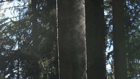 Backlit misty forest with through trees, 4K 스톡 동영상 330786166