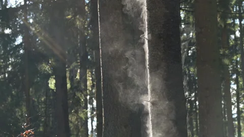 Backlit misty forest with tilt down through trees, 4K Stock Footage 330786384