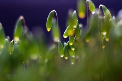 Backlit moss Stock Photos