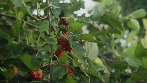 Backlit Mulberries and Leaves on Tree Branch Stock-Footage 336338581