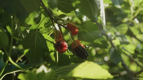 Backlit Mulberries Ripening on Leafy Branch Stock-Footage 336338636