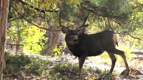 Backlit Mule Deer Buck in Shadows CxHardLight. Stock Footage 48982593