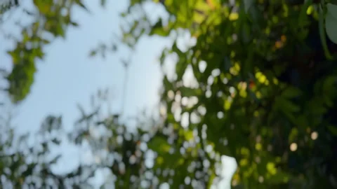 Backlit natural blur background, vertical video. Stock Footage 271195568