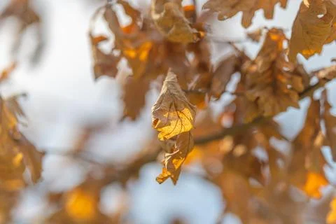 Backlit oak leaf in autumn, delicate tattered edges glowing warm, soft sky bo Stock Photos