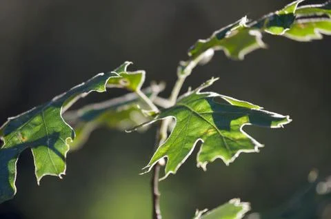 Backlit Oak Leaves Stock Photos