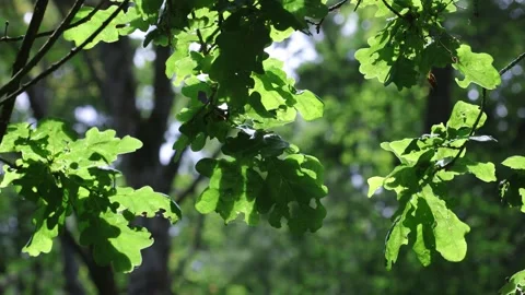 Backlit Oak leaves, Quercus robur, in late Spring. UK Stock Footage 336722735