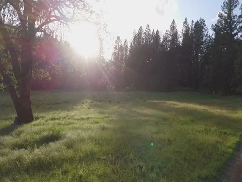 Backlit Oak Tree Dolly Shot Stock Footage 75430394