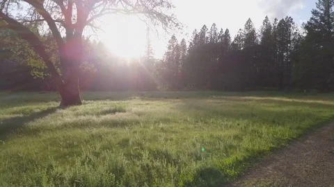 Backlit Oak Tree Dolly Shot Stock Footage 75430422