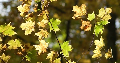 Backlit Orange and Green Maple Leaves, static shot 库存影片 66909003