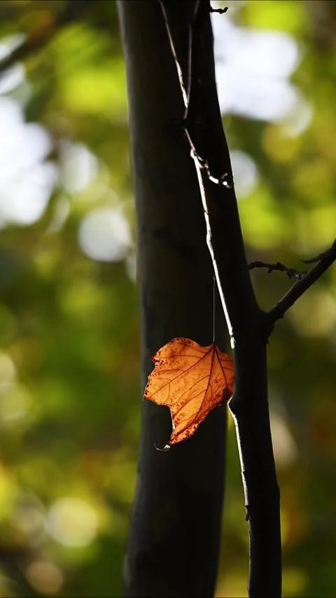 Backlit Orange Autumn Leaf Hanging on Tree Branch Vidéo 329166888