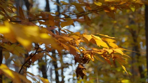 Backlit Orange Autumn Leaves on Tree Branch in Deep Forest Stock Footage 345555904