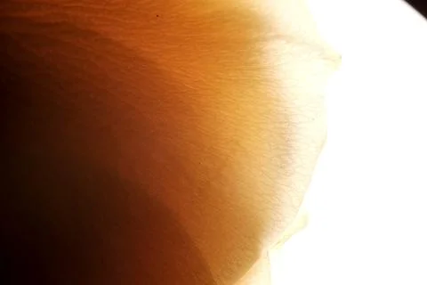 Backlit orange petal macro Stock Photos