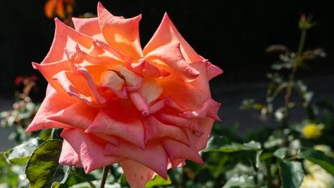Backlit orange-pink rose with pointed petals against dark background Stock Photos