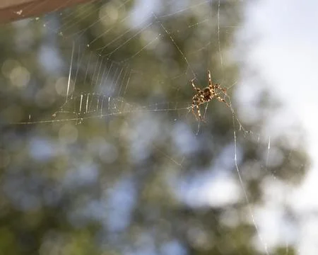 Backlit Orb Weaver Spider in Web 스톡 사진