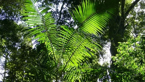 Backlit Palm Fronds In Rainforest Stock Footage 79411400