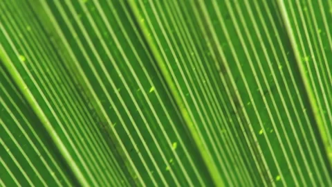 Backlit Palm Leaf Close-Up in Motion, Natural Texture and Tropical Foliage 4K Stock Footage 310007488