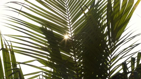 Backlit Palm Leaf Swaying in the Breeze Stock Footage 310108587