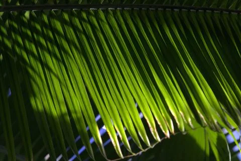 Backlit Palm 스톡 사진