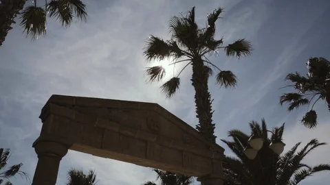 Backlit palm tree silhouette Video stock 86736835