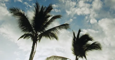 Backlit palm tree swaying in a tropical breeze in Hawaii Stock Footage 330753837