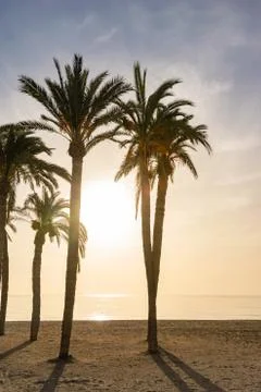 Backlit palm trees at a beach Stock Photos