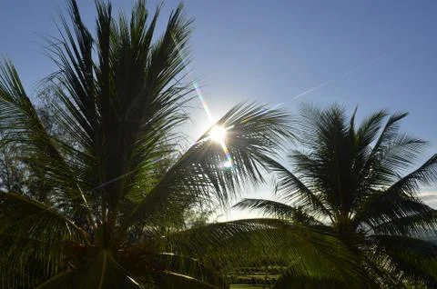 Backlit Palm Trees Stock Photos