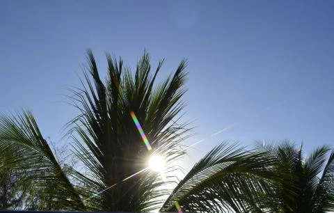 Backlit Palm Trees Stock Photos