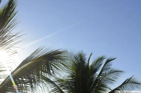 Backlit Palm Trees Stock Photos