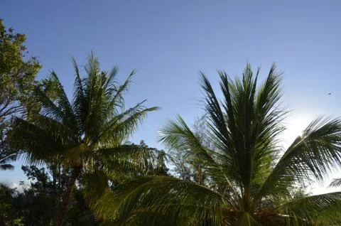 Backlit Palm Trees Stock Photos