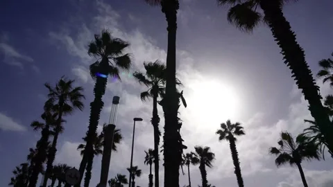 Backlit palm trees with sky in the background 2 Stock Footage 178091773