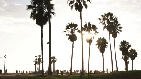 Backlit palms venice beach Stock Footage 56339753