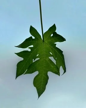Backlit Papaya Leaf Against Soft Sky Background Stock Photos