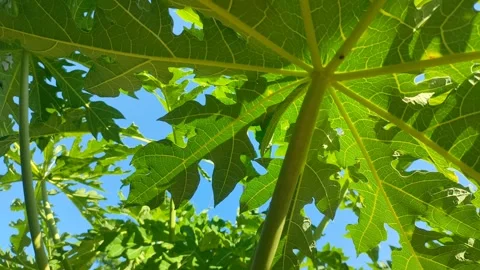 Backlit Papaya Leaf Under Blue Sky Stock Footage 339516671