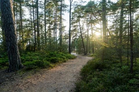 Backlit pathway by twilight time in a coniferous forest Stock Photos