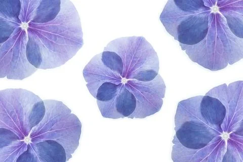 Backlit pattern photo of blue and purple hydrangea flower Stock Photos