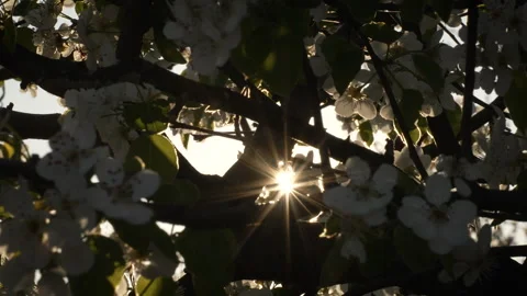 Backlit Pear Blossoms Swaying in Warm Light Stock Footage 332212796