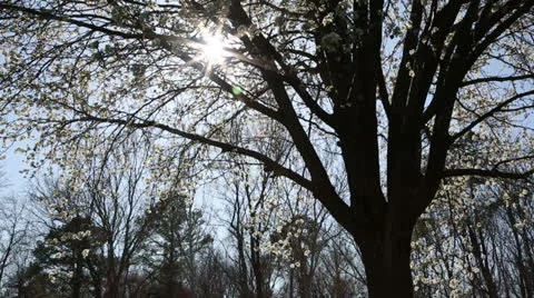 Backlit pear tree Stock Footage 22769014