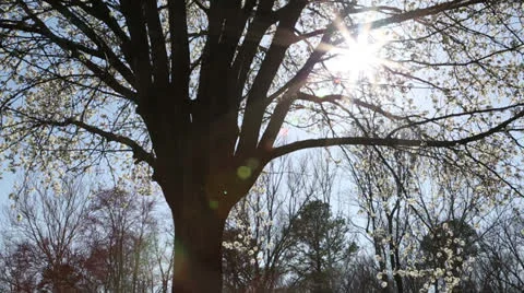 Backlit pear tree silhouette Stock Footage 22769252