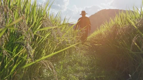 Backlit Person Walking Toward Camera in Rice Field 動画素材 347010907