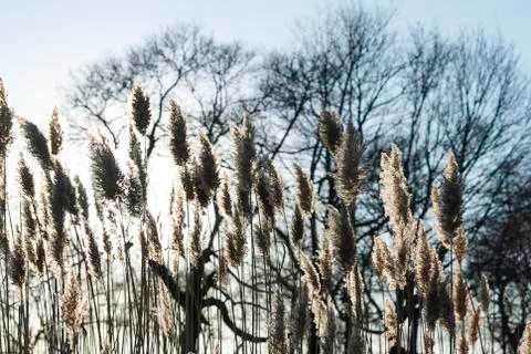 Backlit phragmites Stock Photos