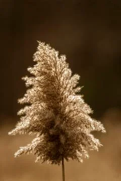 Backlit phragmites plume Stock Photos