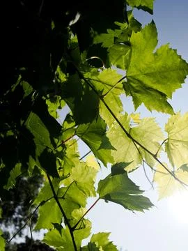Backlit picture of vine leaves catching the sun Stock Photos
