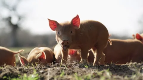 Backlit piglet rooting in the mud with its littermates Stock Footage 328158317