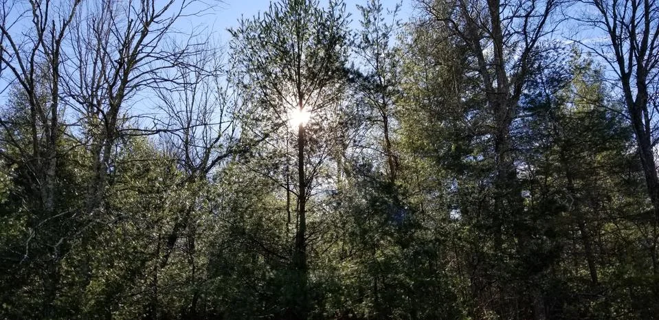 Backlit Pine Tree Stock Photos