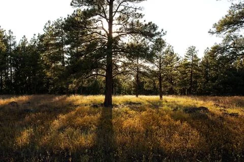 Backlit pine trees casting a shadow across a field of yellow flowers. Stock Photos